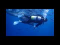 沖繩鯨鯊共游初體驗