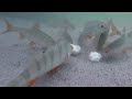 Fish feeding frenzy on underwater camera!