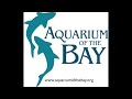 Sevengill Shark Feedings at Aquarium of the Bay.m4v