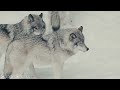 Snow Animals 4K - Amazing World of Winter Wildlife | Scenic Relaxation Film