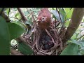 The bird couple works together to feed the chicks｜Garrulax canorus，Chinese Hwame ｜Discover Wildlife