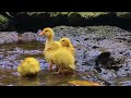 Cat Videos 4K HDR for Cats to Watch - Beautiful Birds, World Cute Chickens and Happy Ducks Videos #2