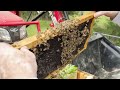 Watch John catch 3 swarms at once! | Professional Beekeeper in his Bee Yard [Swarm Season 2022]