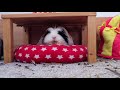 The Don'ts of Guinea Pig Care