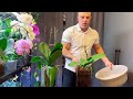 WATERING PHALAENOPSIS! It’s easy! Orchids in glass and regular pots.