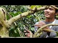 CARA PEMANGKASAN KOPI ARABIKA -CARA INI BISA LEBATKAN BUAH KOPI @feryduniatani#bertani kopi