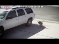 cat safe child from dog attack