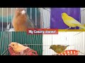 BEST mating call 4 females canary EVER to MOTIVATE your CANARY to sing LOUDLIER - HD LIVE training