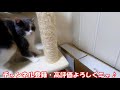 【かわいい猫】いきなり現れた新入り子猫ハルに戸惑いながらも教育する先住猫ジジ！ @ねこねこ