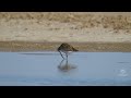 Eurasian Curlew's Cool Dip in Summer Heat! #birds #wildlife #birdslover