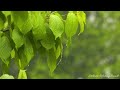 RAINWATER Dripping Down LEAVES Relaxing HEAVY RAIN Sounds for DEEP SLEEP and STUDY