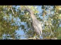 「ホシゴイ」来訪@勅使池 / Black-crowned night heron came to Chokushi Pond