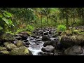 Forest River Nature Sounds-Relaxing Birds Chirping Spring Morning Ambience-Water Sounds for Sleeping
