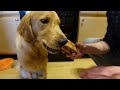 1 year in 10 Minutes | First Year With Golden Retriever