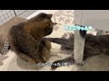 大好きな先住猫をナンパし続けたら温度差がすごかった