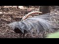 Amazing Bird Sounds From The Lyrebird Mimics Voices Native Sounds As Well