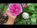 Rose garden - first flush 2023 climbing roses and shrub roses; David Austin Eden, Iceberg, Jasmina