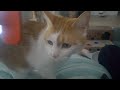 【2349,2350日目】整ったにゃ～な猫【かわいい・面白い】～The growth record of my cute cat, Nike day 2349,2350