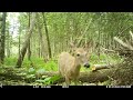 Maine woods in June