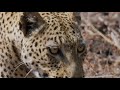 14 Jaw-Dropping Wildlife Videos | Smithsonian Channel