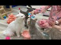 Laugh until crying with these hilarious animals 😂 Funny cats and dogs 2024 😅