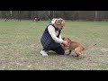 How to train a puppy obedience without force with Emma Willblad !!!