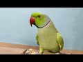 Parrot talking Mummy - PaPa Video || Ringneck Parrot sound