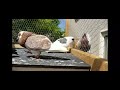 #Roller pigeon# My high flying Roller pigeon