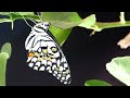 Watch this Caterpillar Turn Into A Butterfly - Papilio Demoleus - Metamorphosis - Lime swallowtail