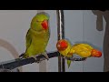 Green alexgendren Parrot Videos Compilation