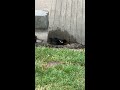 Red Winged Black bird taking bath