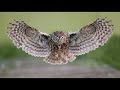 Top 10 Facts About Owls