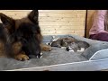 Protective German Shepherd Watches Over Napping Kittens