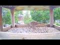 Daily Birdfeeder Highlight Reel (Friday)