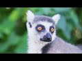 4K Madagascar Wildlife | Soothing healing music is good for health and calms the nervous system