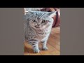 Funniest Animals 😅 New Funny Cats and Dogs Videos 😻🐶 Part 1