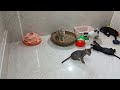 Funny ANIMALS videos 2024😽New Funny Cats and Dogs Videos🐶