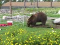 Bear Fence Test