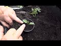 Dahlia Leaf Cutting's Part 2, Rooted using an age old method