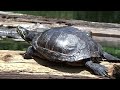 Westwood Lake Nature Documentary