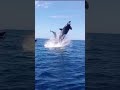 Whale 🐋 Jump .✓£Dont miss the moment