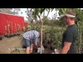 How to grow fruit trees in a container