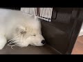 サモエド子犬お迎えしたら人生変わるほど可愛かった【1歳記念過去動画】