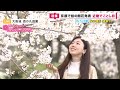 【桜の開花】京都で桜の開花発表　近畿では初めての開花　1週間程度で満開へ　二条城「ソメイヨシノ」標本木で確認〈カンテレNEWS〉