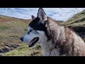 Husky Exploring in Cornwall, Lots of Friends Made