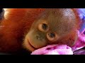 Peanut: The Adorable 15 Month Old Orangutan Baby | Meet The Orangutans