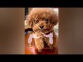Cute Baby Animals Videos Compilation | Funny and Cute Moment of the Animals #01- Cutest Animals 2024