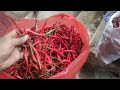 kebun cabe MERAH KERITING, PANEN LAGI PAK TANI