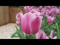 Tulips Show || Tamar park