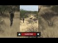 12 Minutes of BEST Hunting KILL SHOTS!